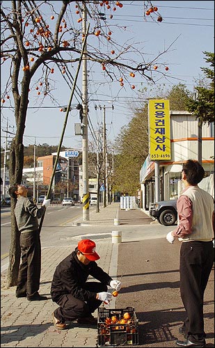 긴 대나무를 이용해 감을 수확하고 있다. 